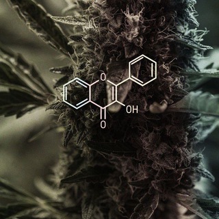 YourDrugsChat😈😏