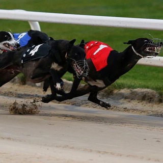 TK Greyhound Results 🥇🥈🥉