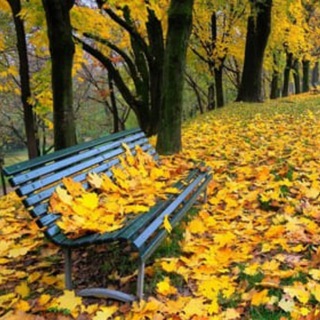🍁𝒦𝓊𝓏𝑔𝒾 𝒮𝒶𝓉𝓇𝓁𝒶𝓇🍂