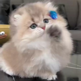 paw家萌宠售卖/领养全球可飞✈️