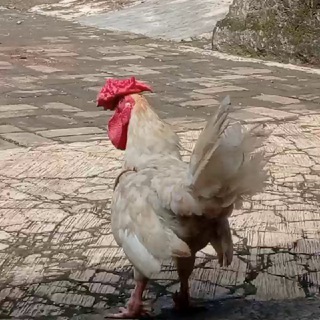 Sultan indodax