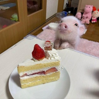 ⁺ ₊ ɑύƿυ. ꒱ ꒱ *
