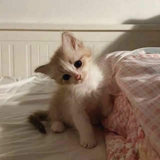 Мозгоебка