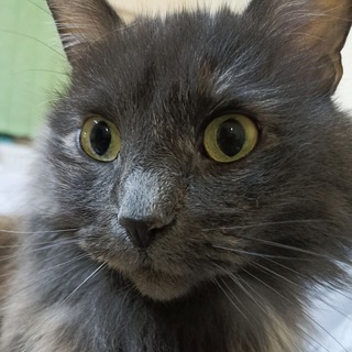 Собаки, коты и немного абсурда