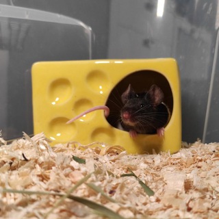 🇺🇦 Перший в Україні зоомагазин для гризунів 🐭