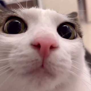 PWGood Community Bot