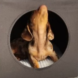 Жизнь Брауни и Ириски 🐾