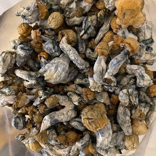 Golden Teacher shrooms shop