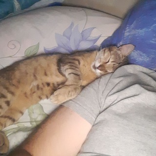 Фанис А