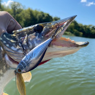 FoodFish ЧАТ