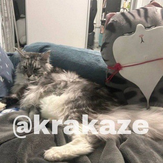 Krakaze | дёшевая крипта в био