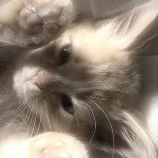 <<moi kotiki (proofs)>>