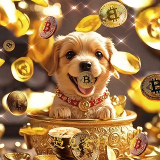 遇见金狗 ｜Meet with Golden Dog