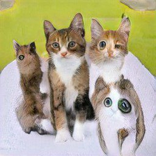 ThisCatDoesNotExist