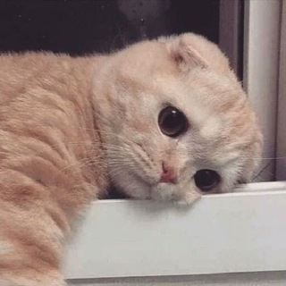 Мишка❤️