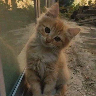 Кошачья помощь🐱🦋