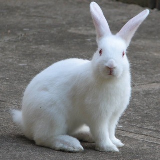 🐇Uzbekiston quyonchilik🐇