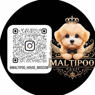 Мальтипу щенки, maltipoo f1, помощь новичкам выбрать щенка и поддержка после покупки
