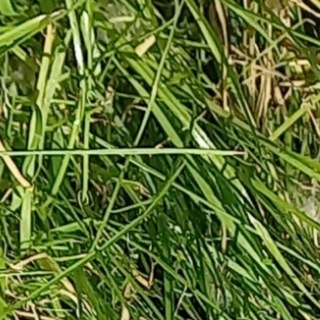 Chehovka
