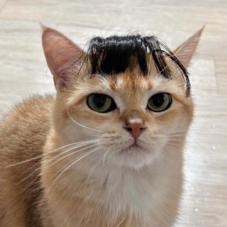 𝐌𝐞𝐨𝐰!