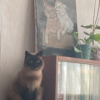 Середа