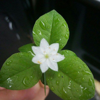 Apokalipsis razumа