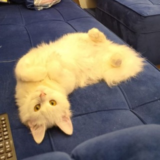 Niggi chat