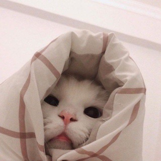 Support bot