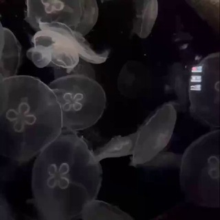 T Z