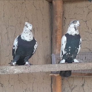 ШАХРИХОН СЕГАЗАКУМ КАБУТАРЛАРИ 🕊🕊