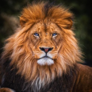 THE LION