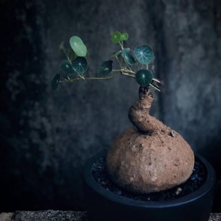 Variegated Zone