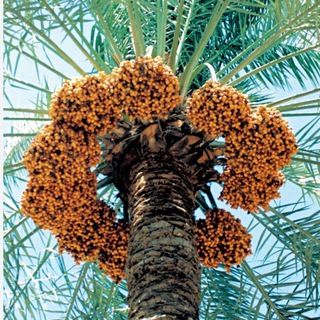 محمد المذحجي