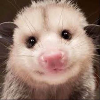 Cute Happy Chat