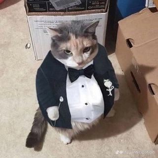 Котяра