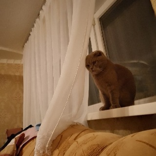 Майя