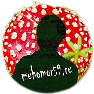 Мухомор59 - бот