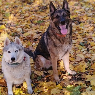 Lena & dogs