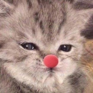 Предложить котика