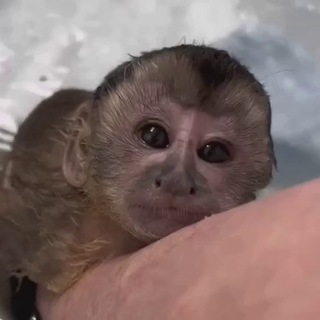 gifki by bambina 🦧