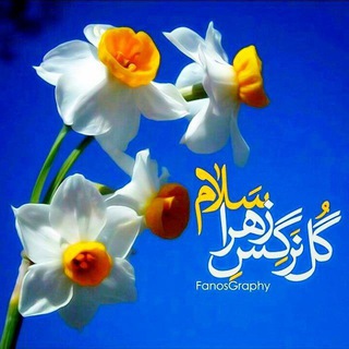 🌼گل نرگس زهراسلام‌الله‌علیها🌼