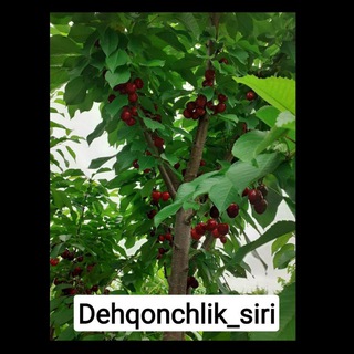 💎DEHQONCHILIK SIRLARI💎 | Rasmiy kanali