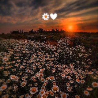 Daisy ♡
