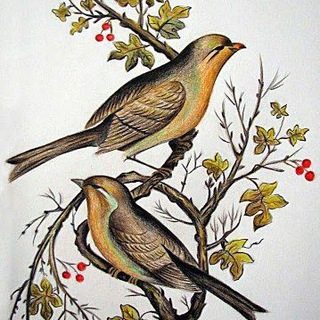 هزلیّات ،هجویّات ومطایبات