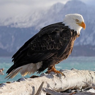 Eagle