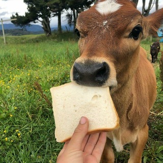 Cow gifs