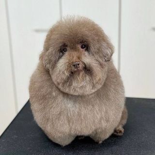 Мемические морщины