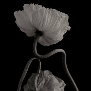 Bloom in love