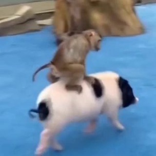 чатек попузьянок🍌🐒