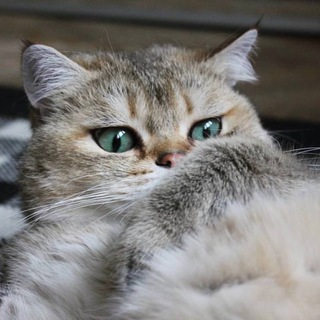 Кот-бот Иду Бегу Еду